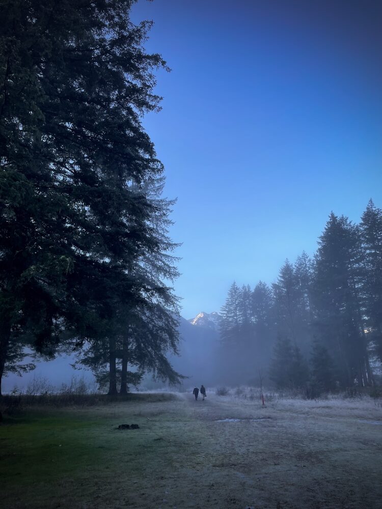 A serene outdoor scene with tall pine trees on both sides of a foggy grassy path. Two people walk in the distance, with snow-capped mountains visible in the background under a clear blue sky.